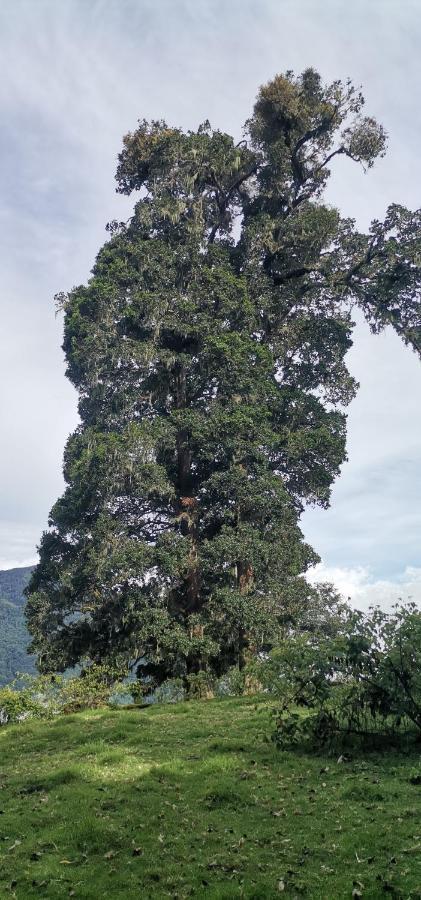 Glamping Jaulares Mountain Hotel Rivas Ngoại thất bức ảnh